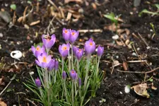 Frühling   0420.webp