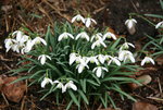 Frühling   0520.JPG