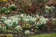 Frühling   0720.webp