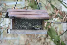 Erlenzeisig0118.webp