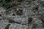 IMG_7006.jpg