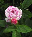 IMG_0594 (2).JPG