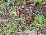P1150355Austrieb Strauchpäonie.JPG