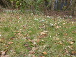 P1150356Schneeglöckchen.JPG