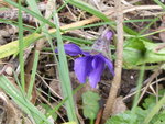 P1150359Veilchen.JPG