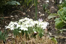 Frühling   0120.webp