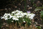 Frühling   0220.JPG