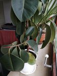 IMG_20200225_092446.jpg