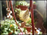 c055.webp
