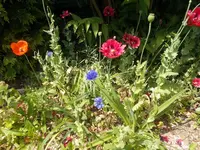 wildnis1.webp