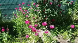 Mohn.webp