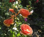 IMG_1553.JPG