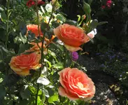 IMG_1553.webp