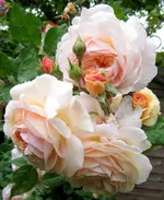 IMG_5357-001.webp