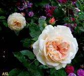 IMG_5123.webp