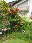 P1090999Amadeus.JPG
