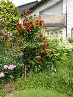 P1090999Amadeus.webp