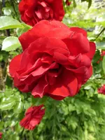 P1100001Amadeus.webp