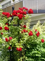 P1060113Amadeus.webp