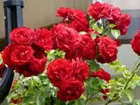 P1060114Amadeus.webp