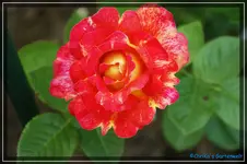 Abendsonne Kletterrose.webp