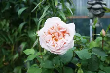 Andre le Notre Edelrose Meilland 2001.webp
