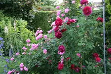 Rose Alfred Colomb0218.webp