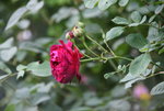 Rose Alfred Colomb0115.JPG