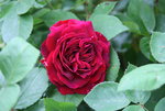 Rose Alfred Colomb0116.JPG