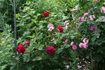 Rose Alfred Colomb0117.JPG