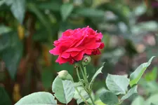 Rose Alfred Colomb0217.webp