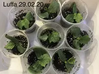 2020-02-29 Luffa.webp