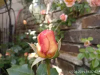 Abraham Darby2.webp