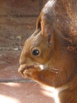 P1090054Eichhörnchen.JPG