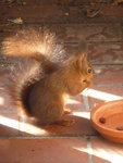 P1090051Eichhörnchen.JPG