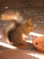 P1090051Eichhörnchen.webp