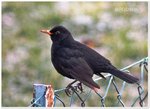 Amsel 4.jpg