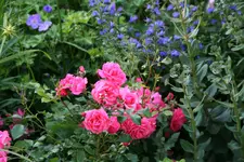 Rose Bad Birnbach0115.webp