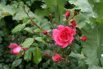 Rose Bad Birnbach0116.JPG