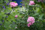 Rose Charles Renee Mackintosh0116.JPG