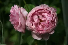 Rose Charles Renee Mackintosh0317.JPG