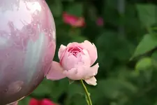 Rose Charles Renee Mackintosh0318.JPG