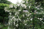 Rose Cilli-Rose0616.JPG