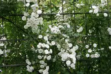Rose Cilli-Rose0717.webp