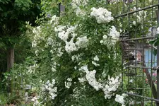 Rose Cilli-Rose0817.webp