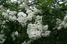 Rose Cilli-Rose0917.webp