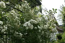 Rose Cilli-Rose1017.webp