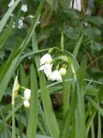 P1150373Sommerknotenblume.webp