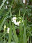 P1150373Sommerknotenblume.JPG