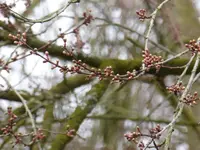 P1150389Blutpflaume.webp